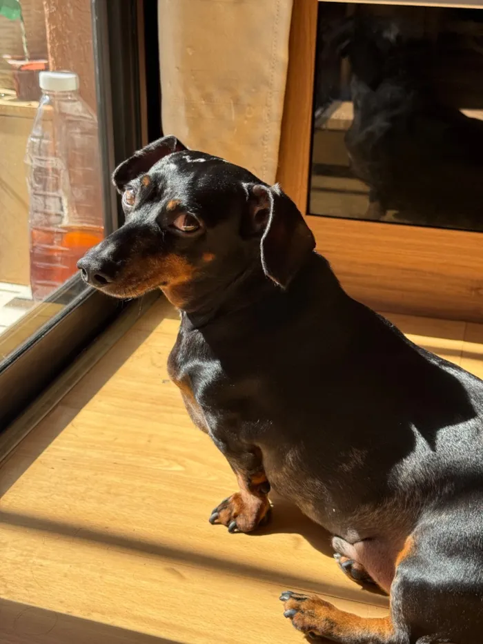 Cachorro raça SRD-ViraLata idade 4 anos nome Tchala