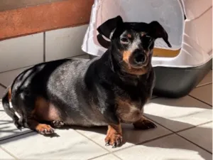Cachorro raça SRD-ViraLata idade 4 anos nome Tchala