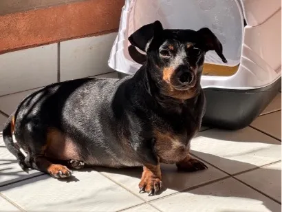Cachorro raça SRD-ViraLata idade 4 anos nome Tchala