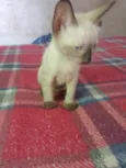 Tom 