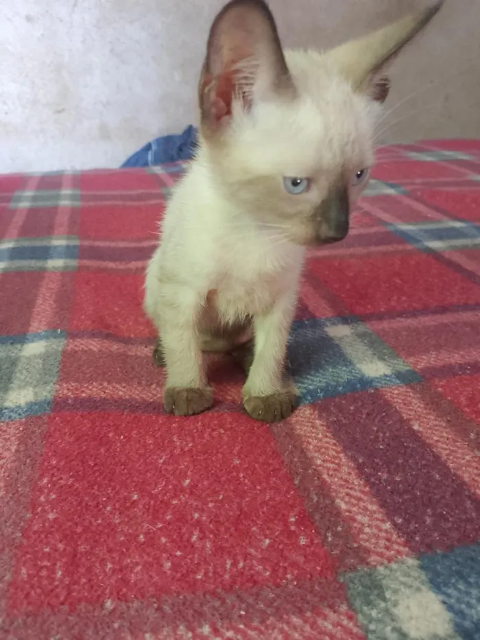 Gato raça Siamês idade Abaixo de 2 meses nome Tom 