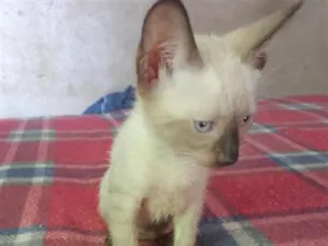 Gato raça Siamês idade Abaixo de 2 meses nome Tom 