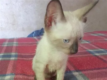 Gato raça Siamês idade Abaixo de 2 meses nome Tom 