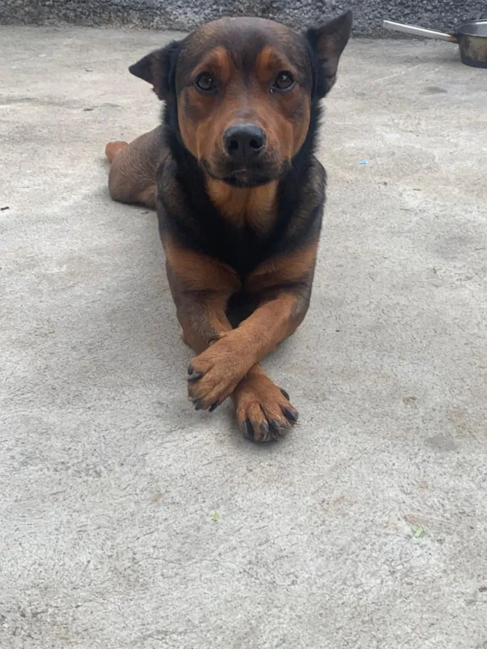 Cachorro raça SRD-ViraLata idade 2 anos nome Lucky