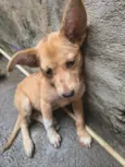 coloquei o nome de " Estrela"