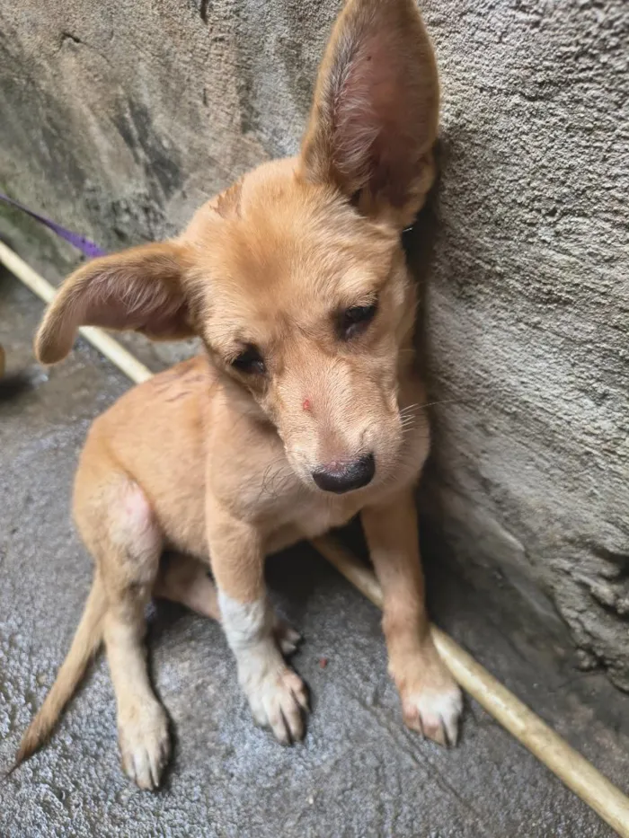 Cachorro raça SRD-ViraLata idade 2 a 6 meses nome coloquei o nome de " Estrela"
