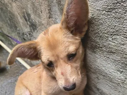 Cachorro raça SRD-ViraLata idade 2 a 6 meses nome coloquei o nome de " Estrela"