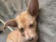 coloquei o nome de " Estrela"