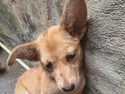 Cachorro raça SRD-ViraLata idade 2 a 6 meses nome coloquei o nome de " Estrela"