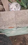 Gatinhos 