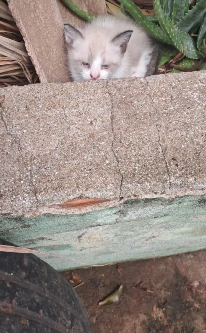 Gato raça SRD-ViraLata idade Abaixo de 2 meses nome Gatinhos 