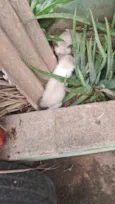 Gatinhos 