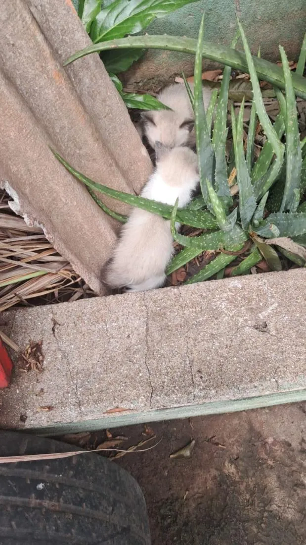 Gato raça SRD-ViraLata idade Abaixo de 2 meses nome Gatinhos 