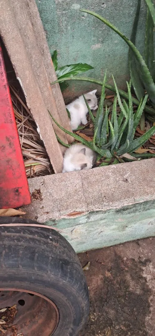 Gato raça SRD-ViraLata idade Abaixo de 2 meses nome Gatinhos 
