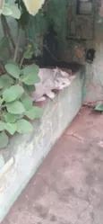 Gatinhos 