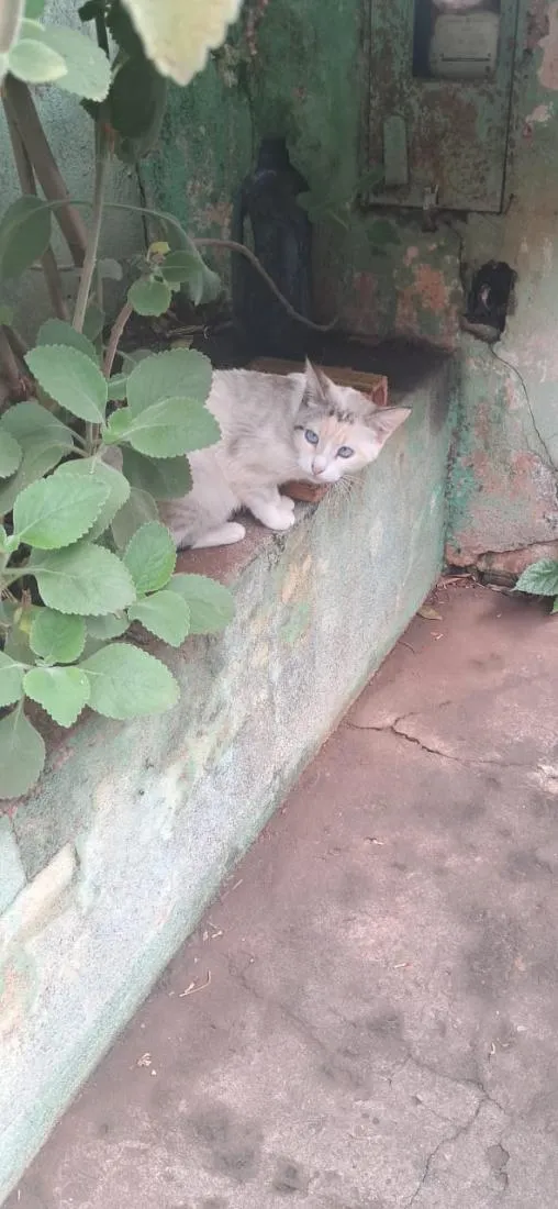 Gato raça SRD-ViraLata idade Abaixo de 2 meses nome Gatinhos 