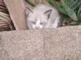 Gatinhos 
