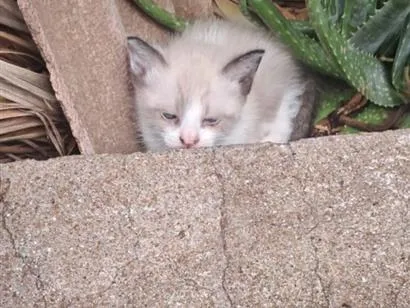 Gato raça SRD-ViraLata idade Abaixo de 2 meses nome Gatinhos 