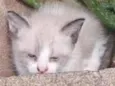 Gatinhos 