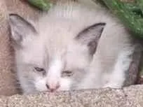 Gato raça SRD-ViraLata idade Abaixo de 2 meses nome Gatinhos 