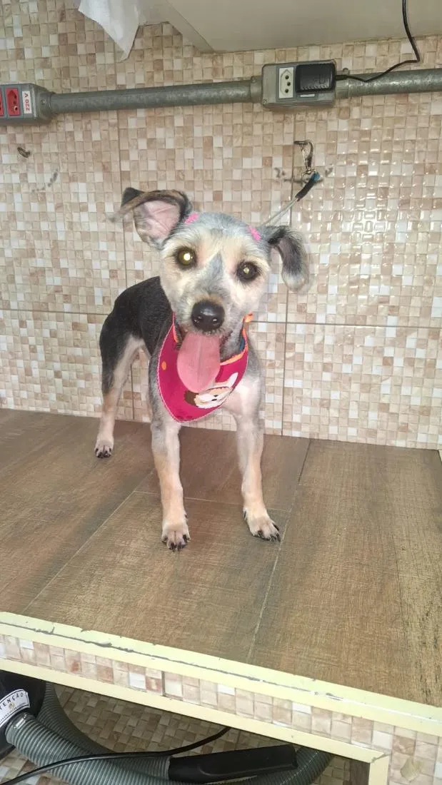 Cachorro raça SRD-ViraLata idade 1 ano nome Haxi