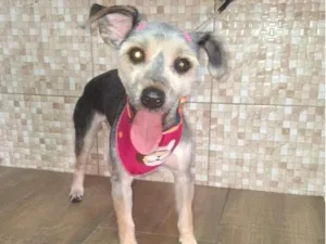 Cachorro raça SRD-ViraLata idade 1 ano nome Haxi