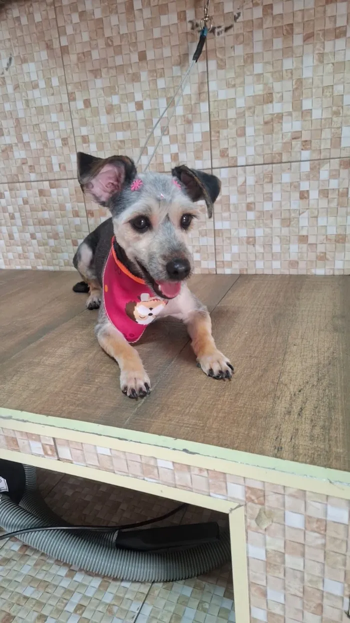 Cachorro raça SRD-ViraLata idade 1 ano nome Haxi