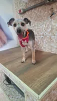 Haxi