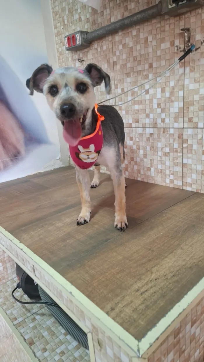 Cachorro raça SRD-ViraLata idade 1 ano nome Haxi