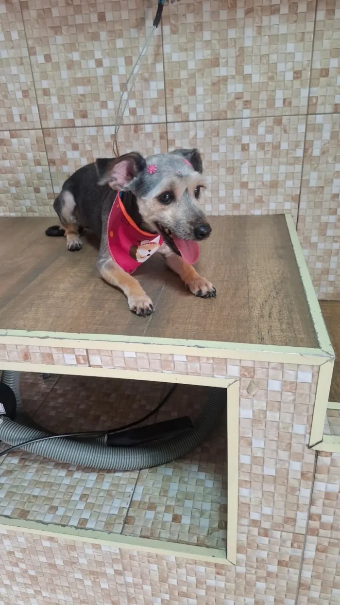 Cachorro raça SRD-ViraLata idade 1 ano nome Haxi