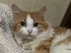 Gato raça SRD-ViraLata idade 1 ano nome Lula