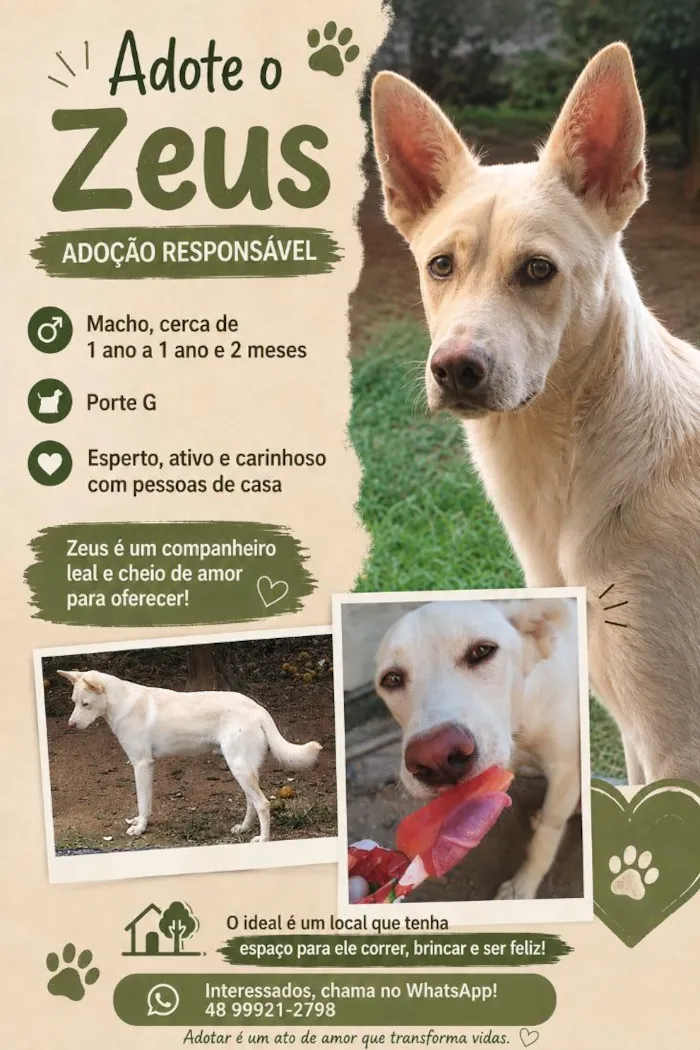 Cachorro raça SRD-ViraLata idade 1 ano nome Zeus