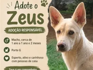 Cachorro raça SRD-ViraLata idade 1 ano nome Zeus