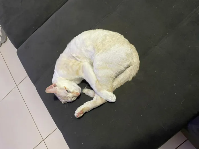 Gato raça SRD-ViraLata idade 2 anos nome Junior