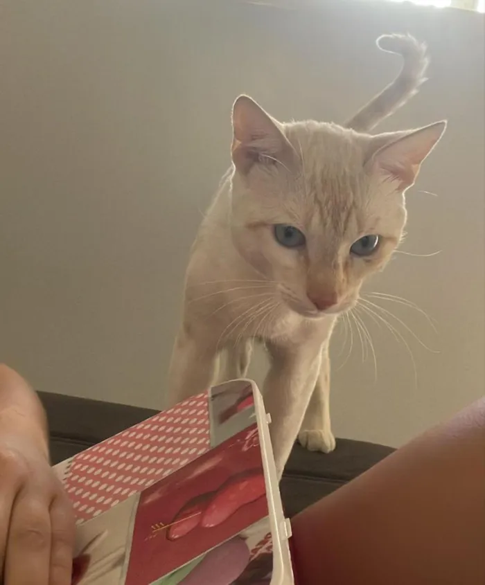 Gato raça SRD-ViraLata idade 2 anos nome Junior