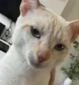 Junior
