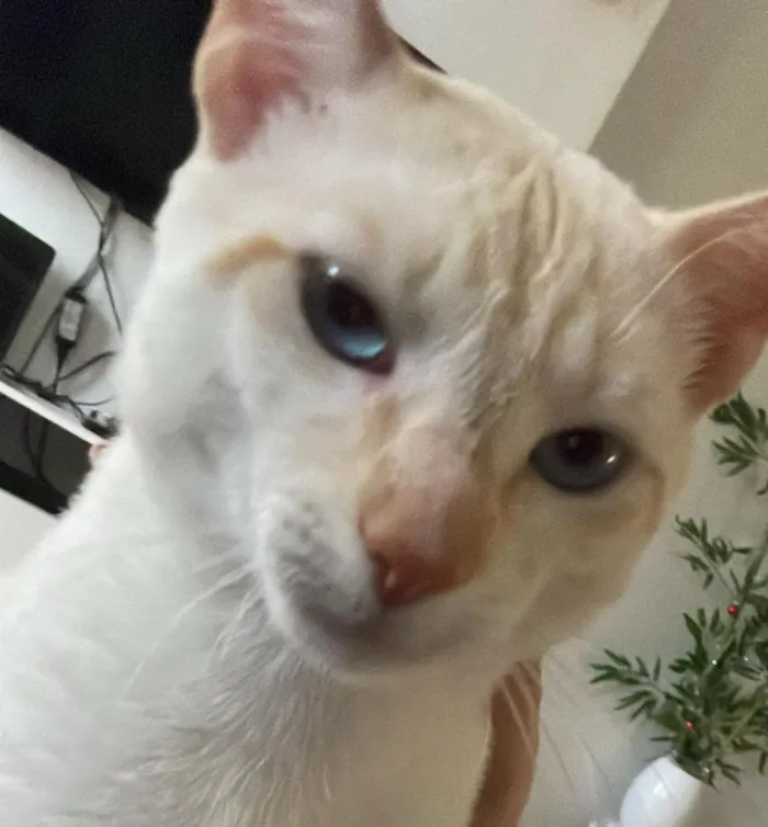 Gato raça SRD-ViraLata idade 2 anos nome Junior