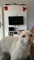 Junior