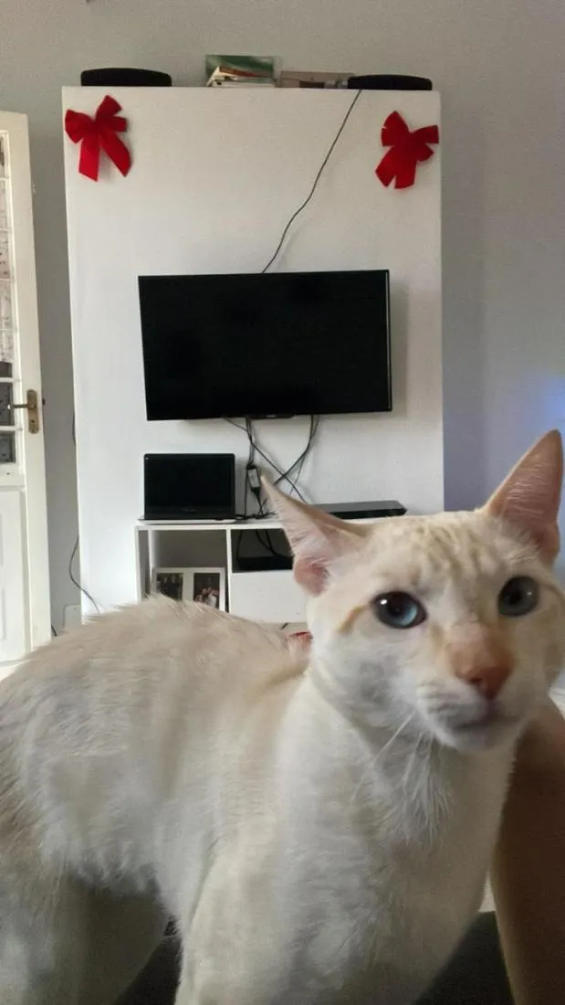 Gato raça SRD-ViraLata idade 2 anos nome Junior
