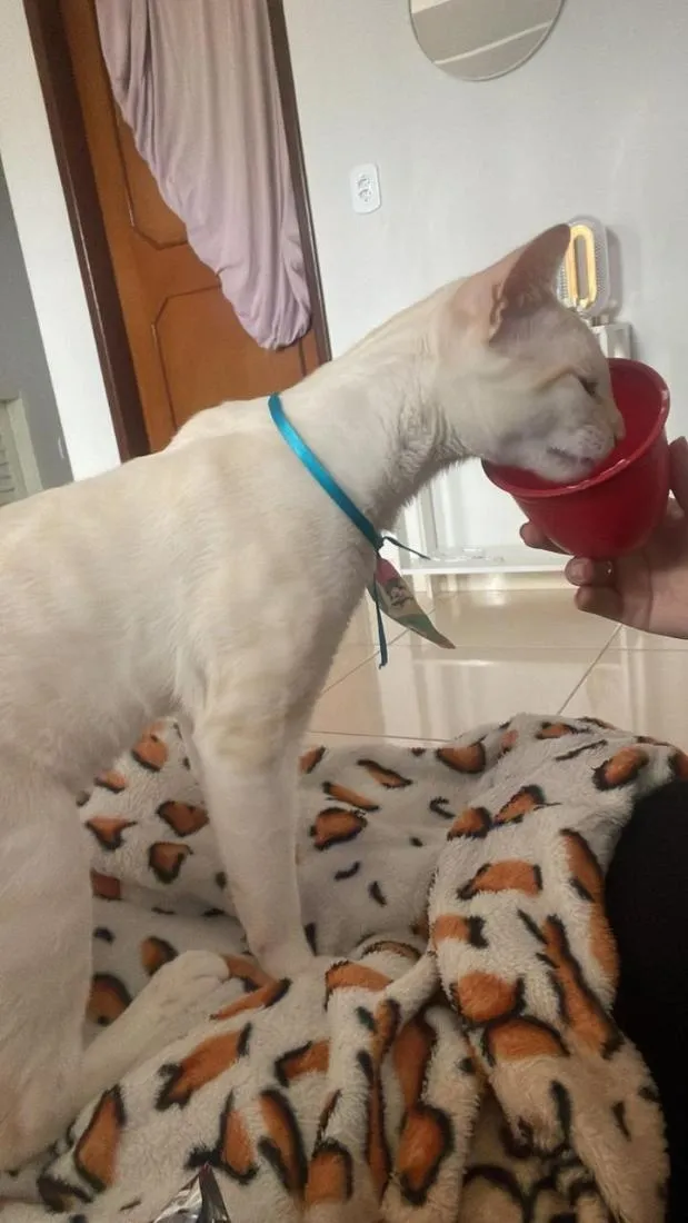 Gato raça SRD-ViraLata idade 2 anos nome Junior