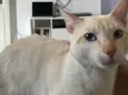 Junior