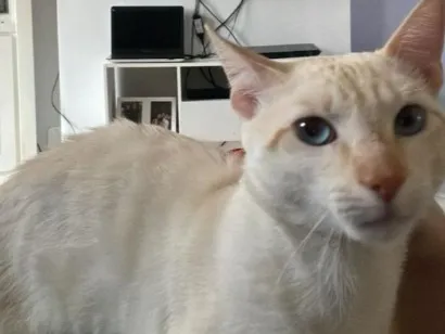 Gato raça SRD-ViraLata idade 2 anos nome Junior
