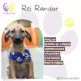 Rei Randor