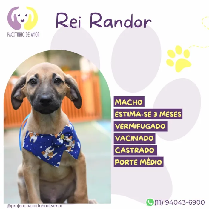 Cachorro raça SRD-ViraLata idade 2 a 6 meses nome Rei Randor