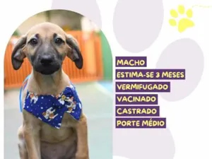 Cachorro raça SRD-ViraLata idade 2 a 6 meses nome Rei Randor