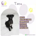 Tatu