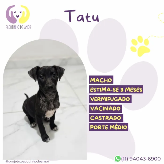 Cachorro raça SRD-ViraLata idade 2 a 6 meses nome Tatu