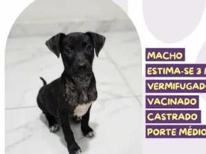 Cachorro raça SRD-ViraLata idade 2 a 6 meses nome Tatu