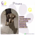 Pituxo