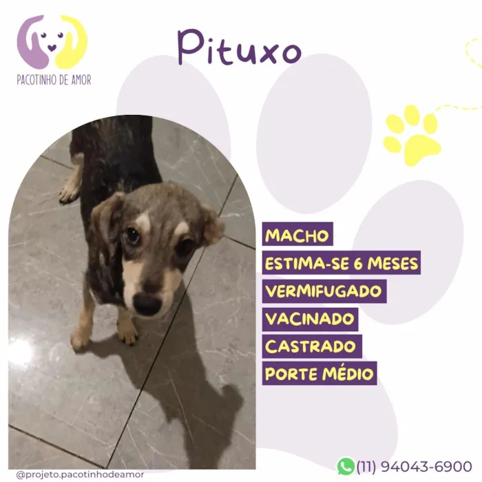 Cachorro raça SRD-ViraLata idade 2 a 6 meses nome Pituxo